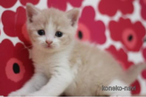 成約済の東京都のスコティッシュフォールド-67935の3枚目